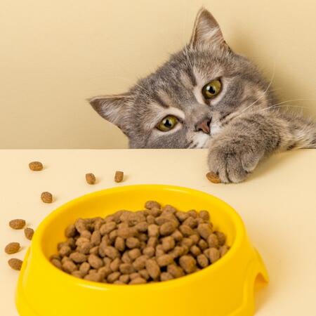 Jak zadbać o domowych pupili - jaka karma jest najlepsza dla tego kota? / 