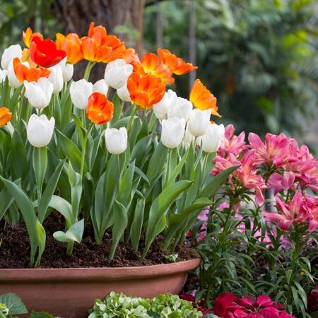 8 tików w uprawie kwiatów ogrodowych / Kilka przydatnych sztuczek, aby Twój ogród toną w kolorach