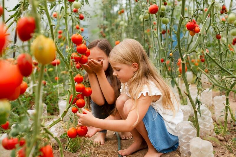 Pomidory w diecie dziecka / Kiedy i jak je wprowadzać?